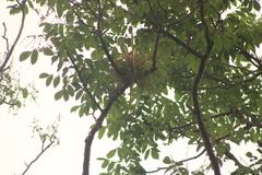 Tillandsia roland-gosselinii