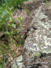 Dichanthelium praecocius