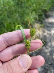 Carex lepidocarpa