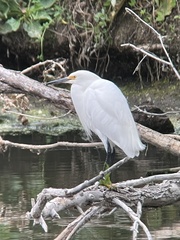 Egretta thula