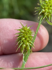 Carex lepidocarpa