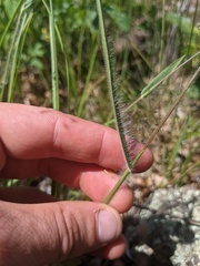 Dichanthelium praecocius