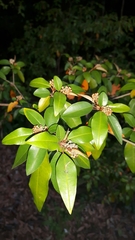 Croton pseudopulchellus