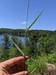 Dichanthelium praecocius