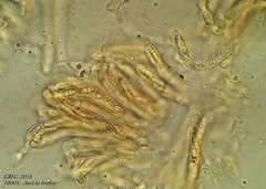 Bryocentria hypothallina