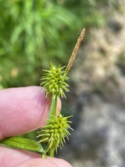 Carex lepidocarpa