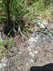 Dichanthelium praecocius