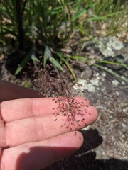 Dichanthelium praecocius