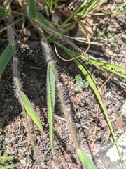 Dichanthelium praecocius