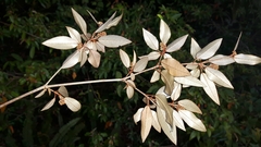 Croton pseudopulchellus