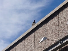 Haematopus ostralegus