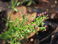 Galium bolanderi