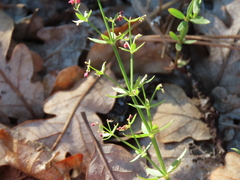 Galium bolanderi