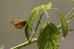 Coenonympha pamphilus