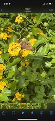 Junonia coenia