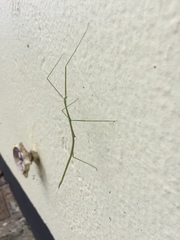Bacillidae