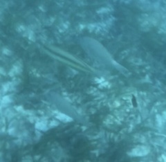 Halichoeres bivittatus