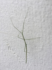 Bacillidae