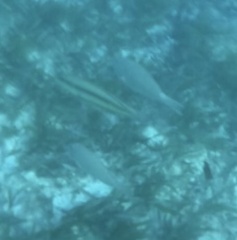 Halichoeres bivittatus