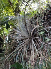 Tillandsia pohliana