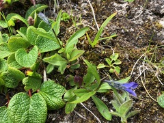Campanula uniflora