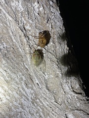 Hyalessa maculaticollis