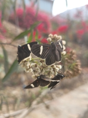 Melanis leucophlegma