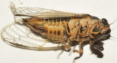 Pseudotettigetta melanophrys