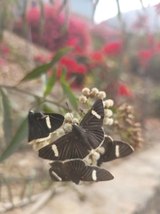 Melanis leucophlegma