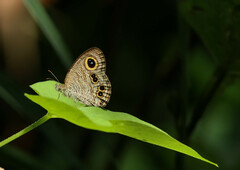 Ypthima baldus