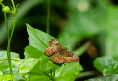 Euthalia aconthea