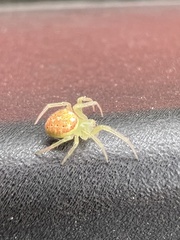 Araneus cingulatus