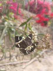 Melanis leucophlegma