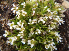 Cherleria biflora