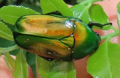 Chlorocala africana subsuturalis