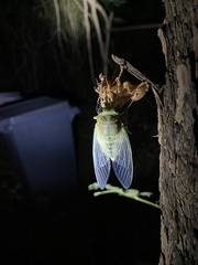 Hyalessa maculaticollis