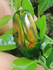 Chlorocala africana subsuturalis