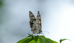 Tirumala limniace