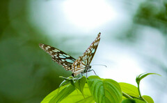 Tirumala limniace