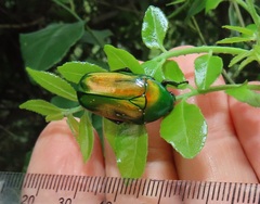 Chlorocala africana subsuturalis