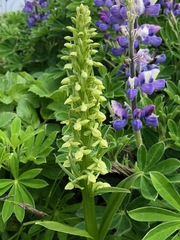 Platanthera convallariifolia