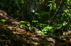 Varanus salvator