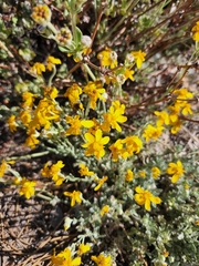 Eriophyllum ambiguum