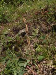 Silene drummondii