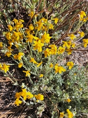 Eriophyllum ambiguum