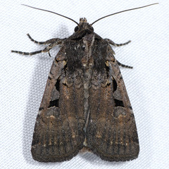 Parabagrotis insularis