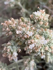 Teucrium dunense