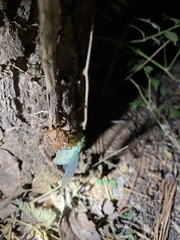 Hyalessa maculaticollis