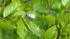 Hoplia coerulea