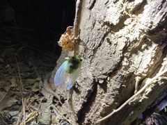 Hyalessa maculaticollis